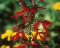 lobelia cardinalis.jpg